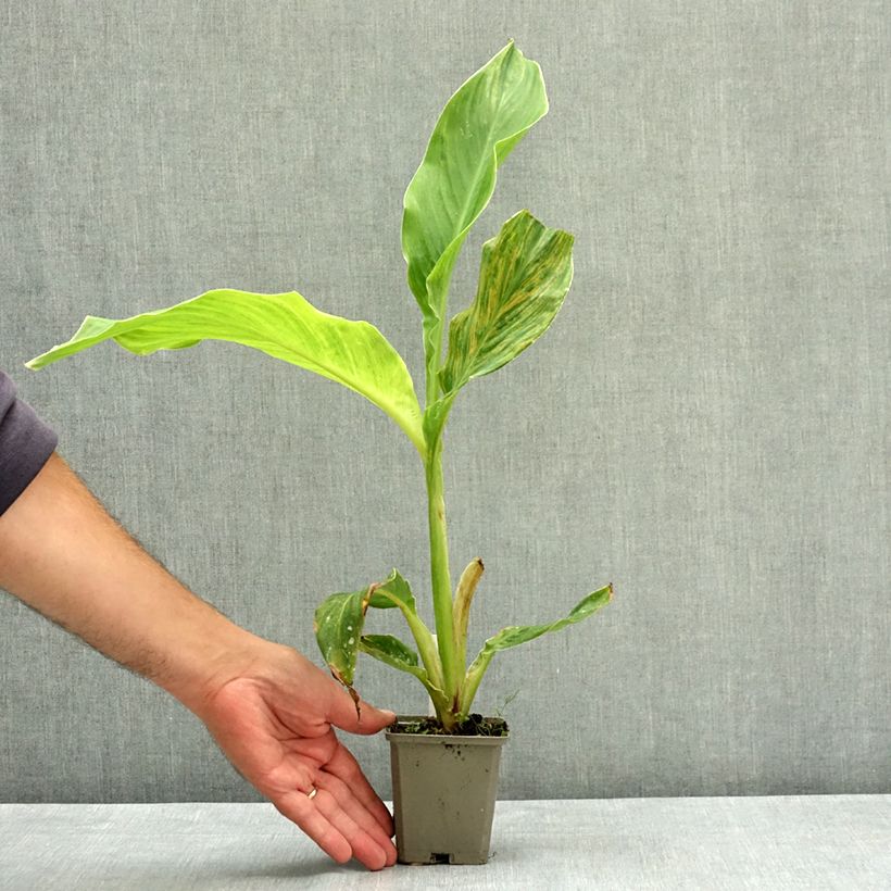 Amostra de Canna Lucifer - Balisier nain à fleurs rouge liséré de jaune d'or et à feuillage vert moyen. Godet de 8/9 cm calibre I tal como entregue no verão