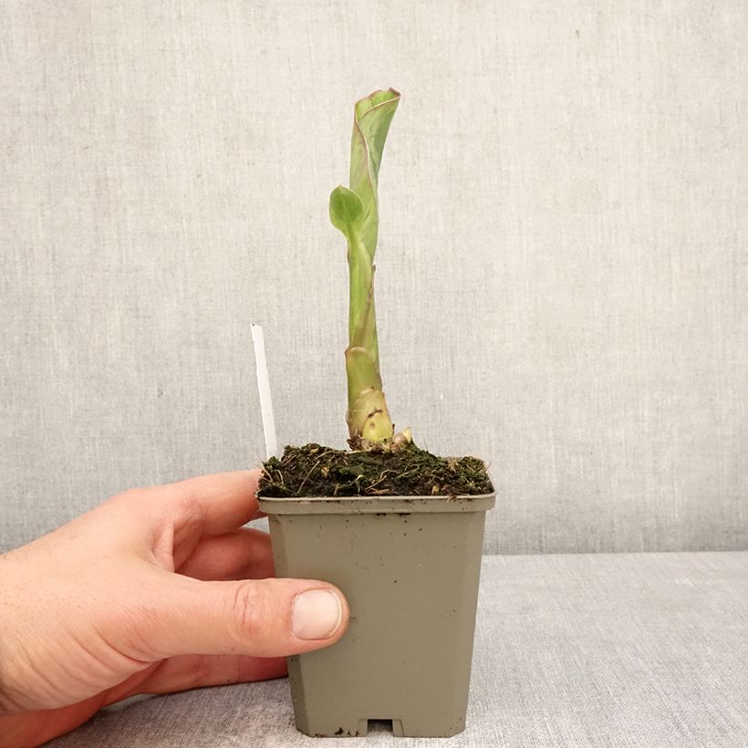 Amostra de Canna Lucifer Vaso de 8/9 cm Calibre I tal como entregue na primavera