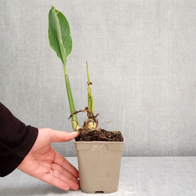 Amostra de Canna Marabout Vaso de 1 L/1,5 L Calibre I tal como entregue na primavera