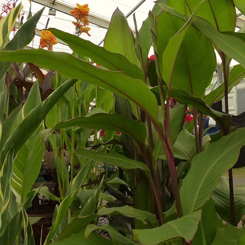 Canna musaefolia Musaefolia (Folhagem)