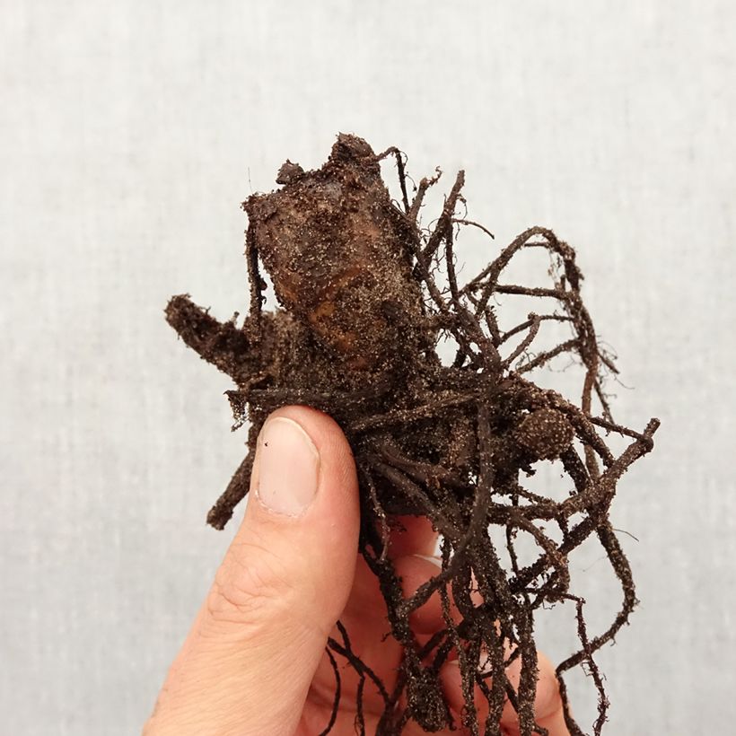 Amostra de Canna Perkeo - Balisier de taille moyenne à fleurs rose cerise, finement bordé de jaune. Bulbe Kaliber/Größe I tal como entregue na primavera