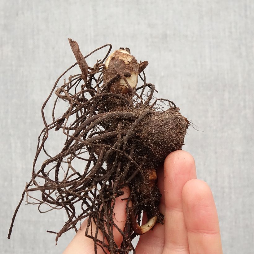 Amostra de Canna Petit Poucet - Balisier nain jaune picté de rouge Bulbo size I tal como entregue na primavera