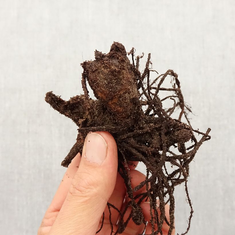 Amostra de Canna Picasso Bulbo Calibre I tal como entregue na primavera