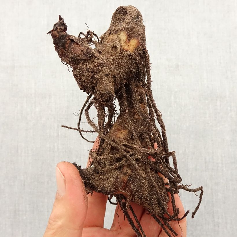 Amostra de Canna Pink President - Balisier Bulbo size I tal como entregue na primavera