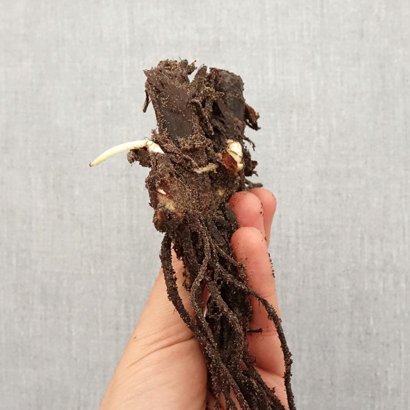 Amostra de Canna Queen Charlotte - Balisier Bulbe Kaliber/Größe I tal como entregue na primavera