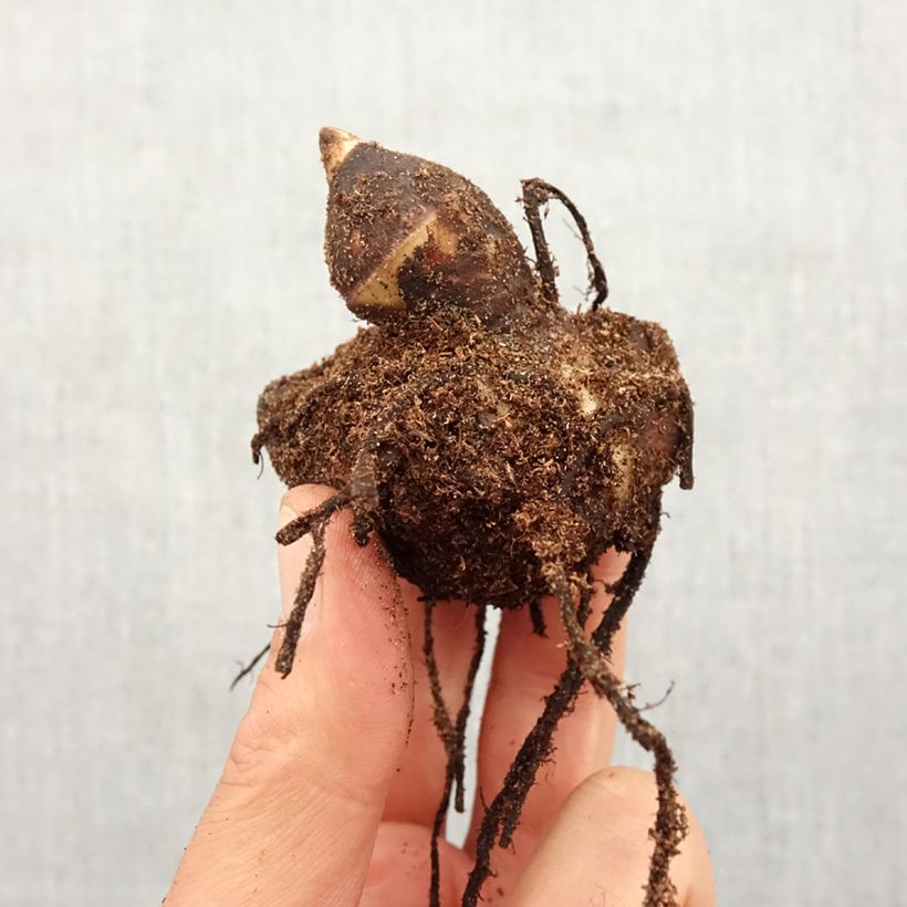 Amostra de Canna Red Wine Bulbo Calibre I tal como entregue na primavera