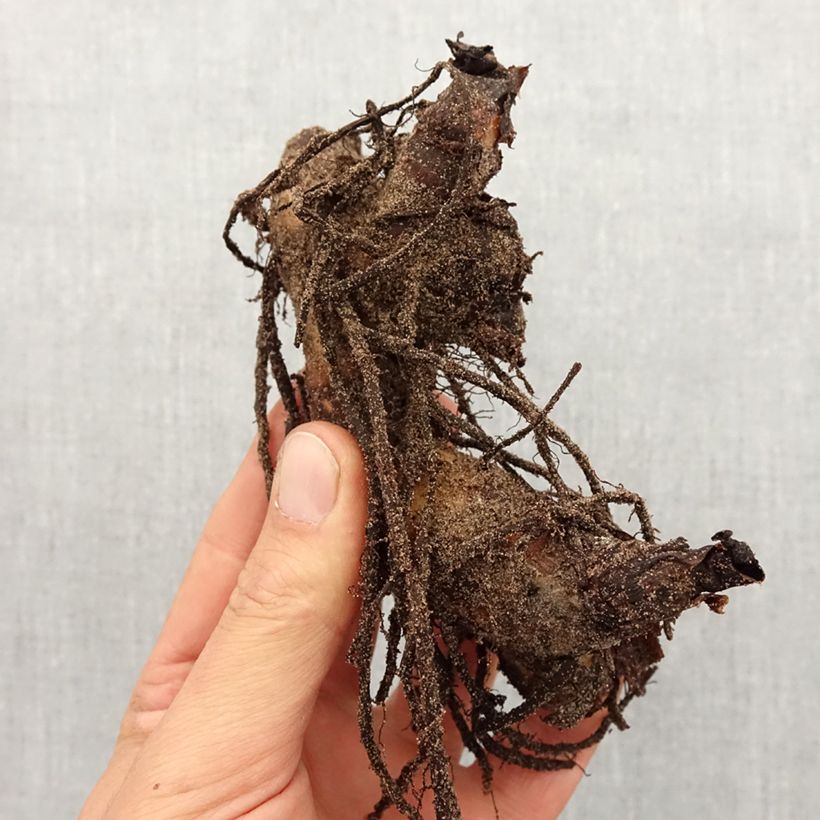 Amostra de Canna Semaphore Bulbo Calibre I tal como entregue na primavera