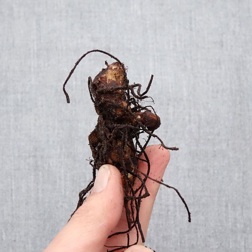 Amostra de Canna Soleil d'Or Bulbo Calibre I tal como entregue na primavera