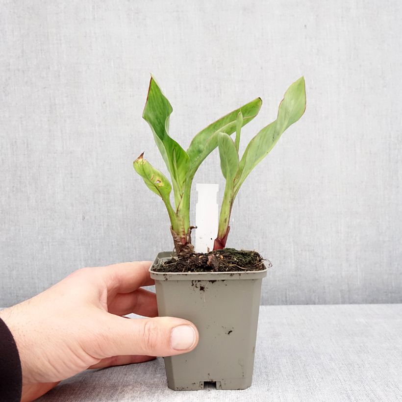 Amostra de Canna Strasbourg Vaso de 8/9 cm Calibre I tal como entregue na primavera