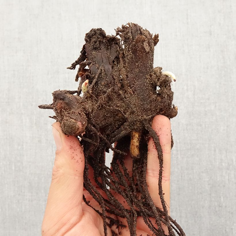 Amostra de Canna Stuttgart - Balisier panaché à fleurs orange saumoné Bulbo size I tal como entregue na primavera