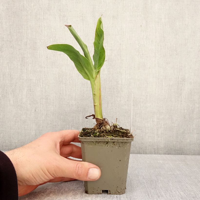 Amostra de Canna Taroudant Vaso de 8/9 cm Calibre I tal como entregue na primavera