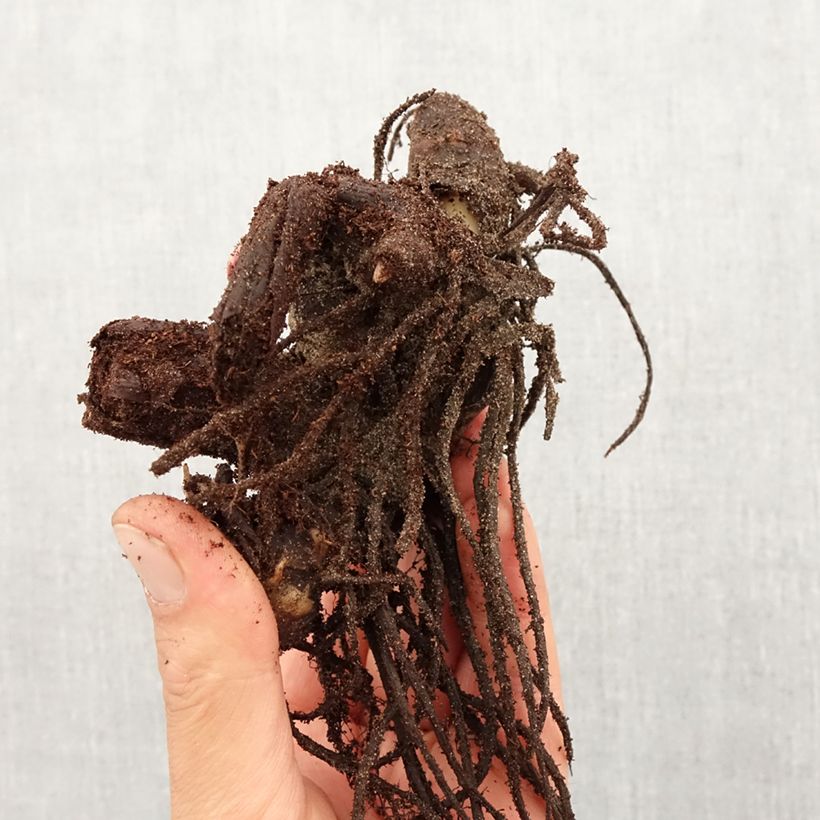 Amostra de Canna Tarouking - Balisier Bulbe Kaliber/Größe I tal como entregue na primavera