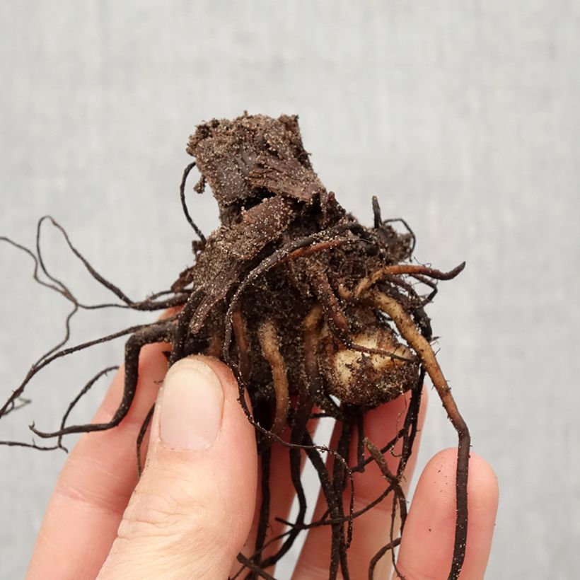 Amostra de Canna Wyoming Bulbo size I tal como entregue na primavera