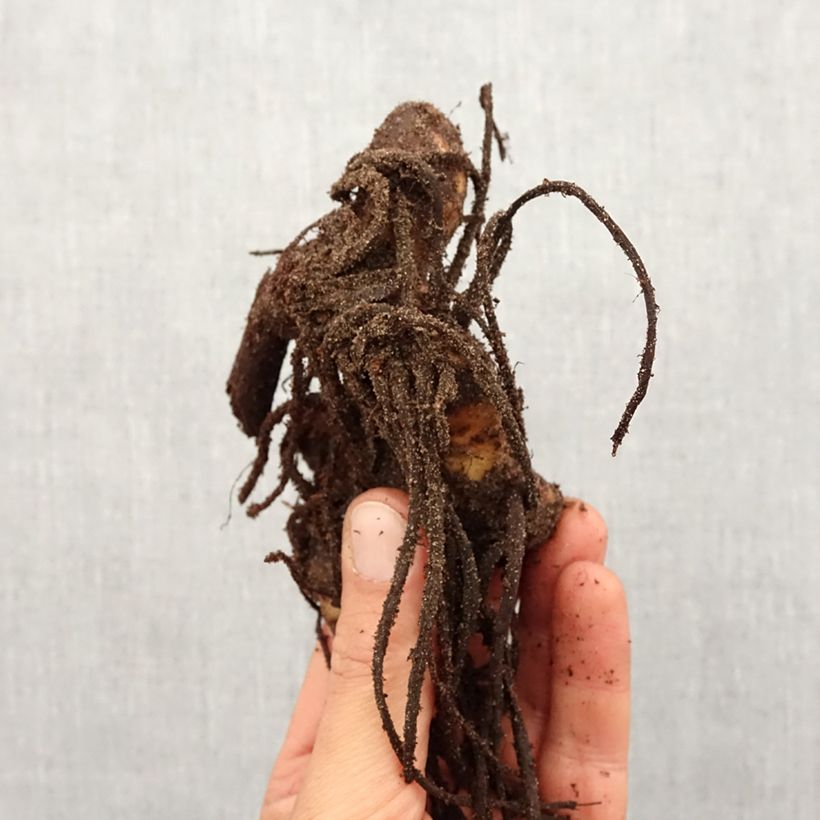 Amostra de Canna Yellow Humbert - Balisier jaune  picté d'orange Bulbo size I tal como entregue na primavera