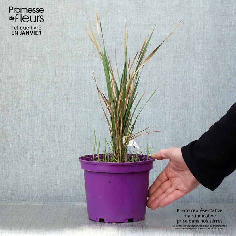 Amostra de Dierama Blackberry Bells Vaso de 2 L/3 L tal como entregue no inverno