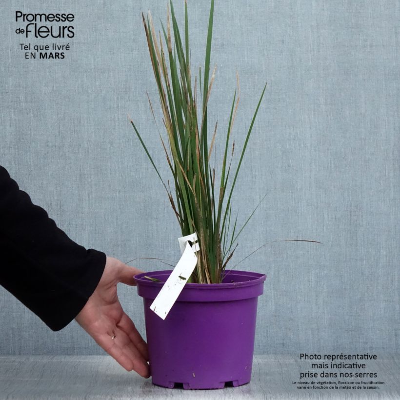 Amostra de Dierama Blackberry Bells Vaso de 2 L/3 L tal como entregue na primavera