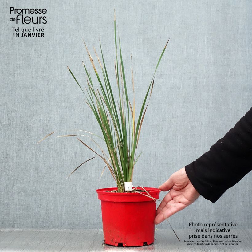 Amostra de Canne à pêche des anges - Dierama Blackbird Vaso de 2 L/3 L tal como entregue no inverno