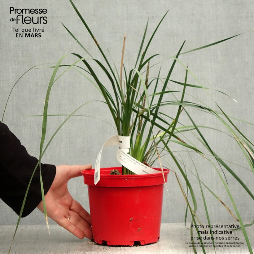 Amostra de Dierama Blackbird Vaso de 2 L/3 L tal como entregue na primavera