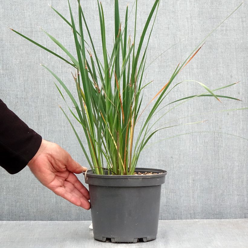 Amostra de Dierama igneum Vaso de 2 L/3 L tal como entregue no outono
