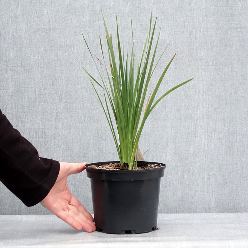 Amostra de Dierama igneum Vaso de 2 L/3 L tal como entregue no inverno