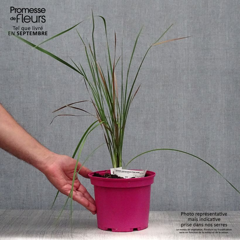 Amostra de Dierama Pink Rocket Vaso de 2 L/3 L tal como entregue no outono