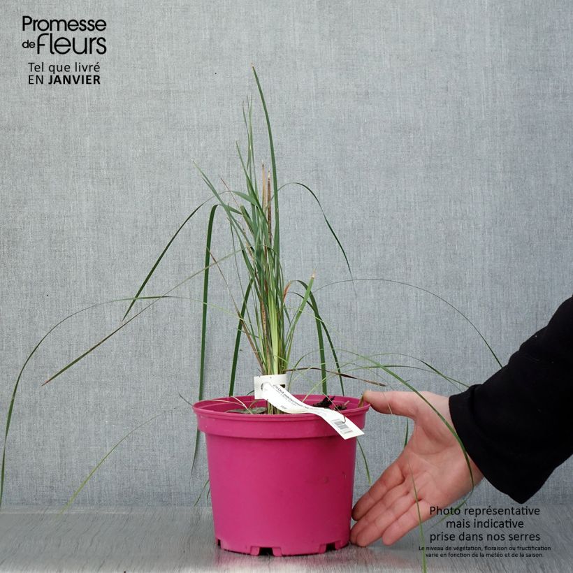 Amostra de Canne à pêche des anges - Dierama Pink Rocket Vaso de 2 L/3 L tal como entregue no inverno