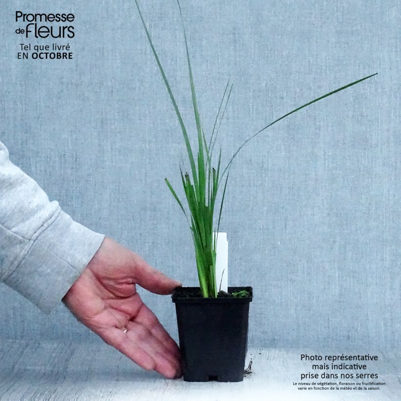 Amostra de Dierama pulcherrimum Vaso de 8/9 cm tal como entregue no outono