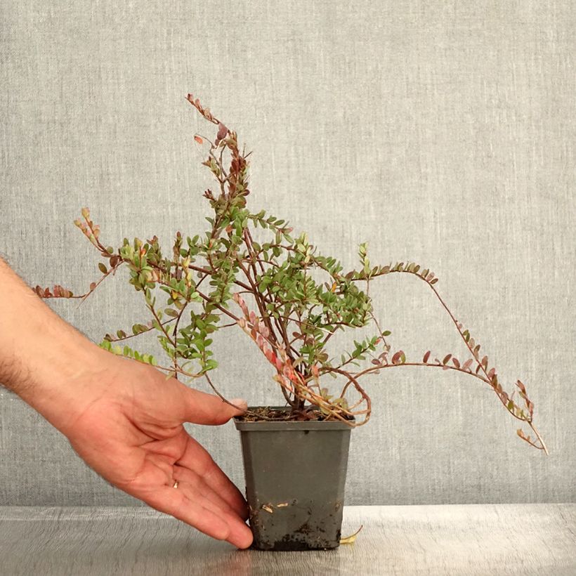 Amostra de Arando-vermelho Pilgrim - Vaccinium macrocarpon Vaso de 8/9 cm tal como entregue no outono