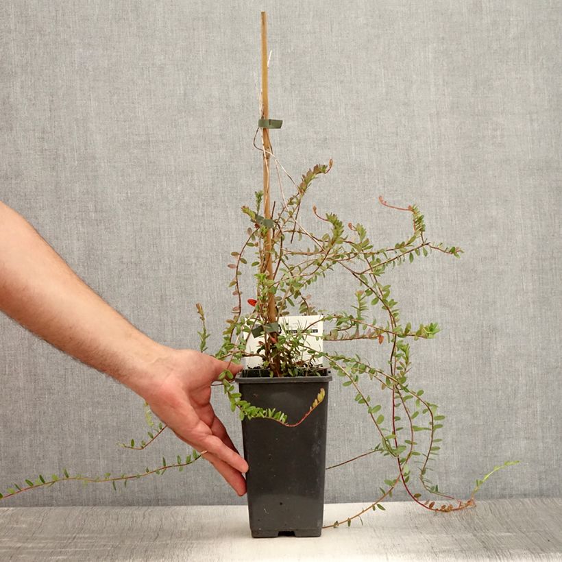 Amostra de Arando-vermelho Pilgrim - Vaccinium macrocarpon Vaso de 8/9 cm tal como entregue no verão