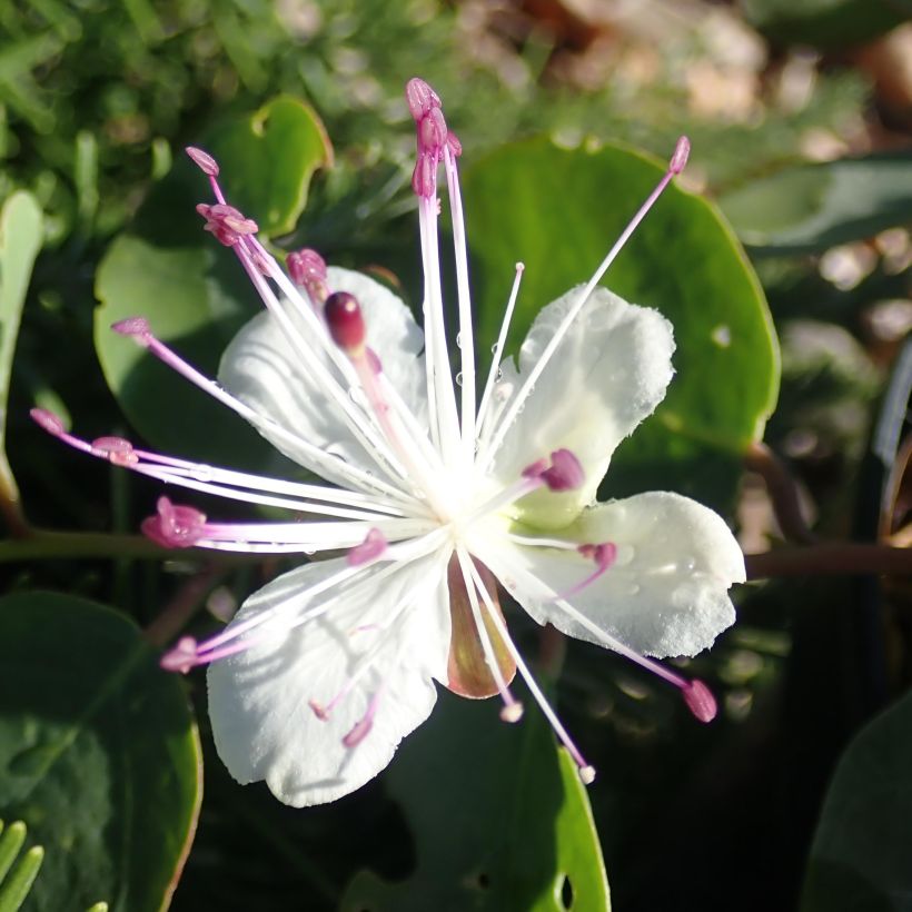 Capparis spinosa Inermis (Floração)