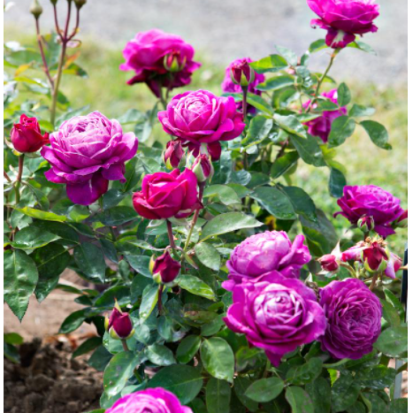 Roseira floribunda Heidi Klum Rose (Hábito)