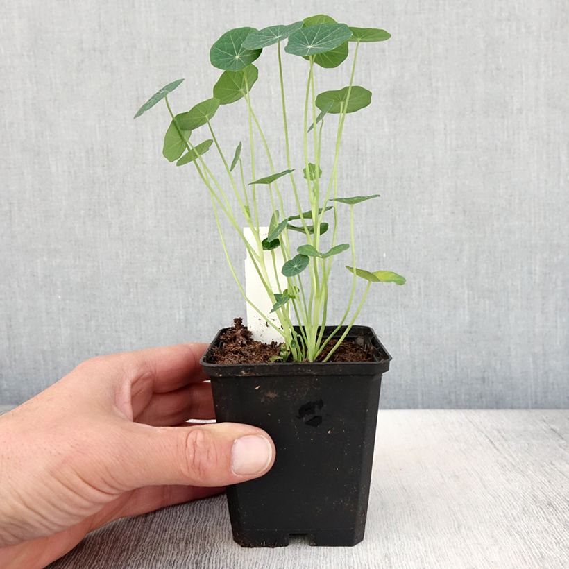 Amostra de Capucine Baby Rose - Tropaeolum minus Godet de 8/9 cm tal como entregue na primavera
