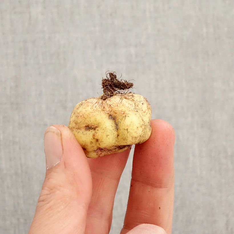 Amostra de Tropaeolum tuberosum Ken Aslet Bulbo tal como entregue na primavera
