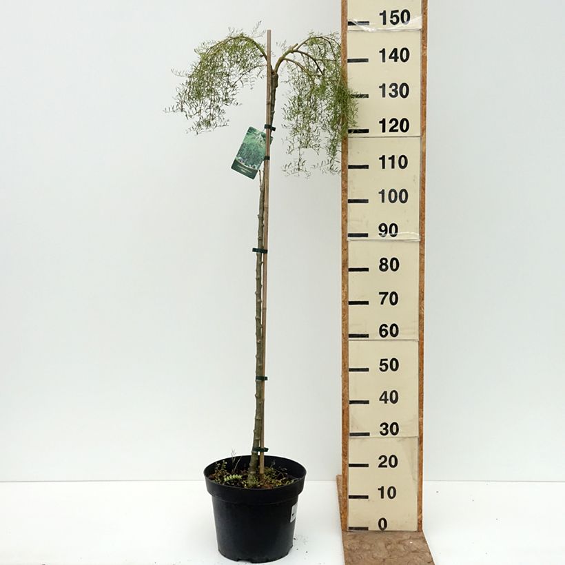 Amostra de Caragana arborescens Walker Vaso de 7,5 L/10 L, Haste alta tal como entregue no verão