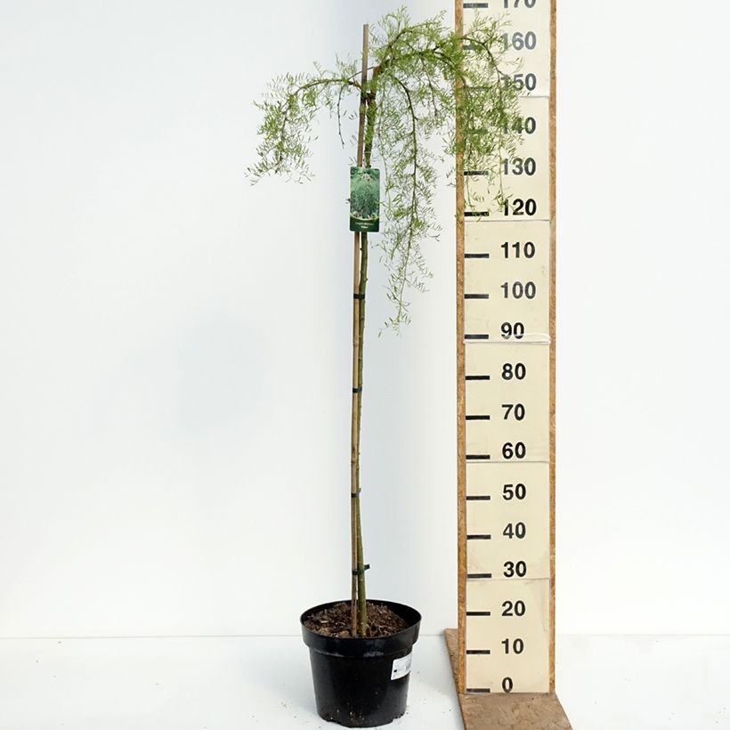Amostra de Caragana arborescens Walker Vaso de 7,5 L/10 L, Haste alta tal como entregue na primavera