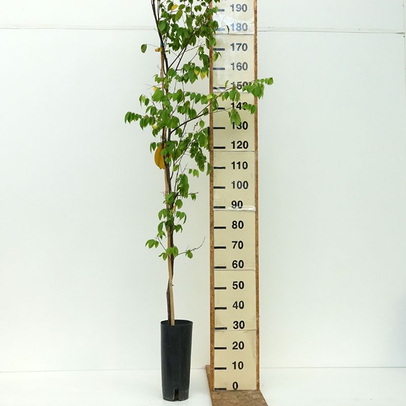 Amostra de Caramboleira Arkin - Averrhoa carambola Vaso de 6 L/7 L tal como entregue no verão