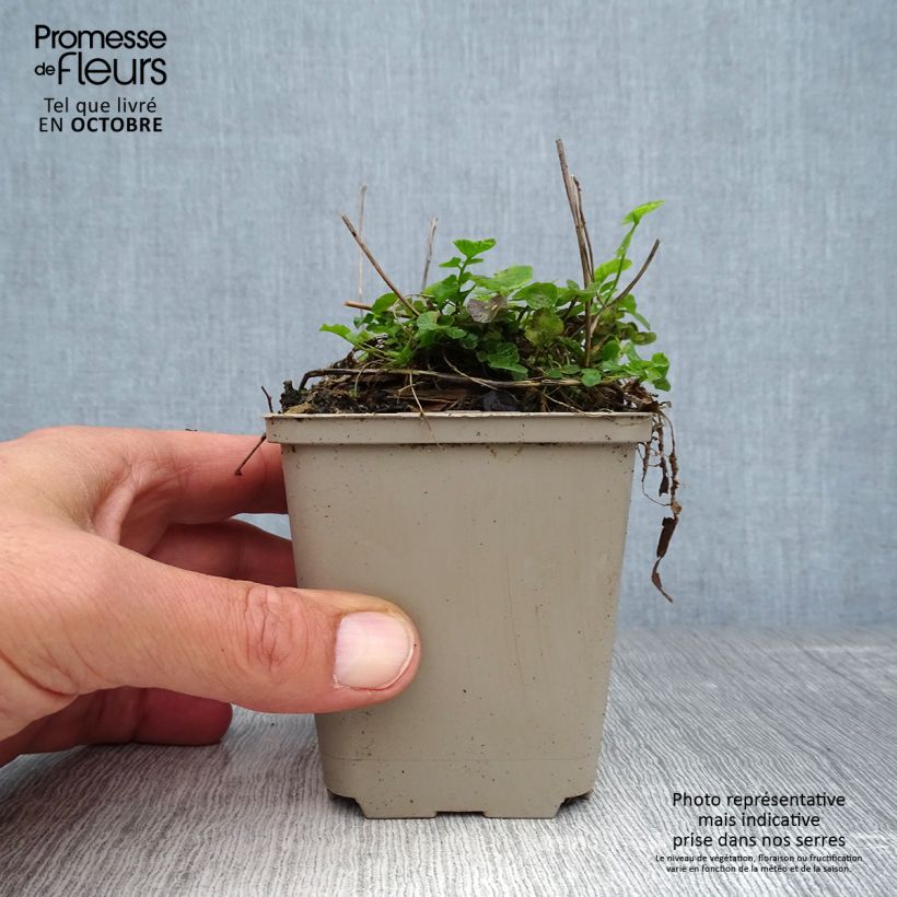 Amostra de Cardamine pratensis Vaso de 8/9 cm tal como entregue no outono