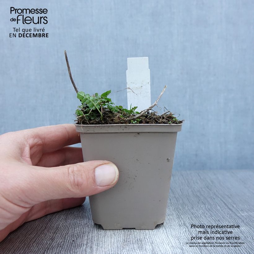 Amostra de Cardamine pratensis Flore Pleno Vaso de 8/9 cm tal como entregue no outono