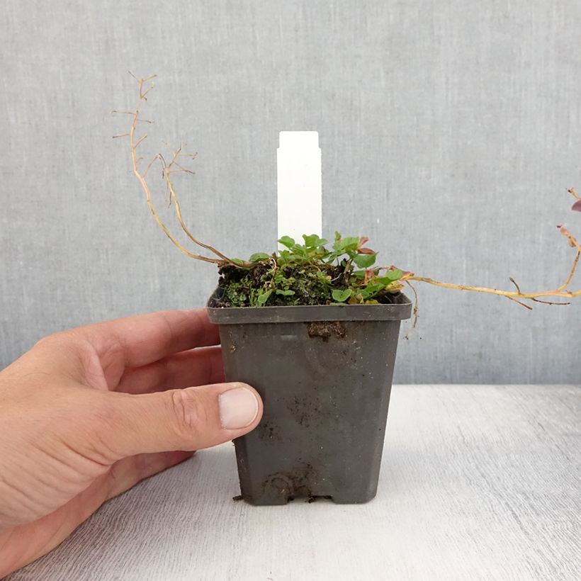 Amostra de Cardamine pratensis Flore Pleno Vaso de 8/9 cm tal como entregue no verão