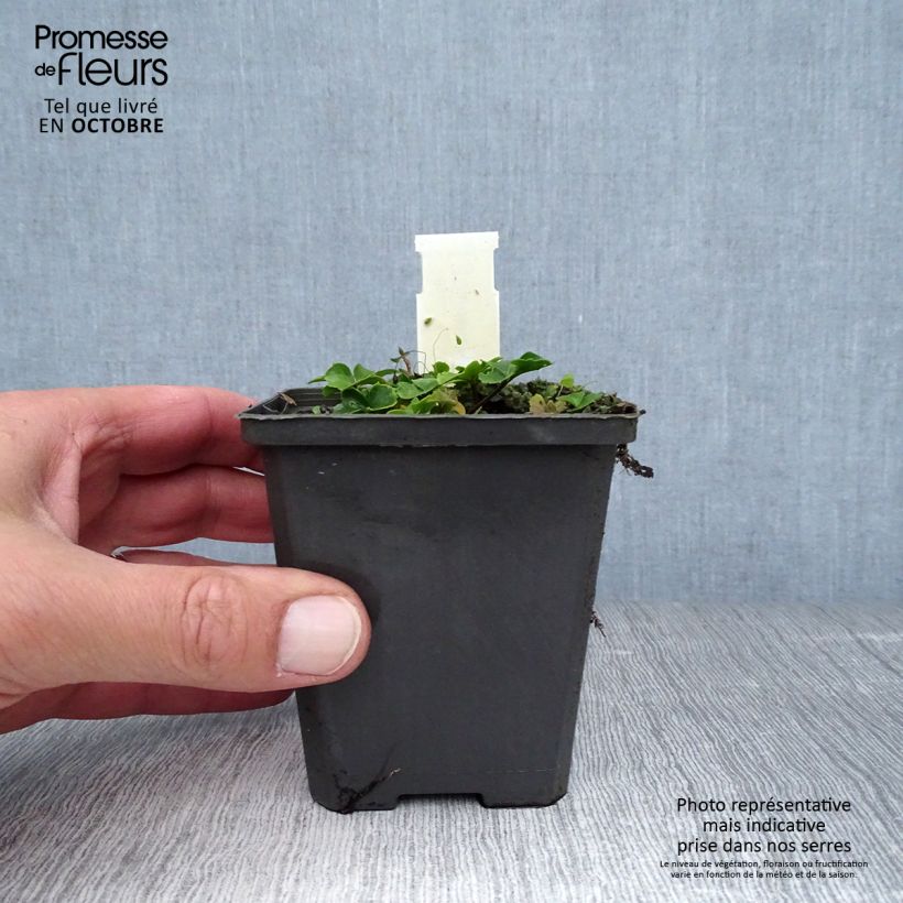 Amostra de Cardamine trifolia Vaso de 8/9 cm tal como entregue no outono