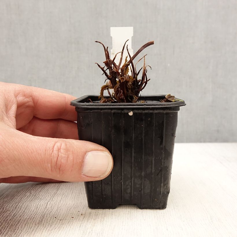 Amostra de Cardiandra Bunches of the Sky Vaso de 8/9 cm tal como entregue na primavera