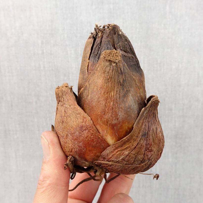 Amostra de Cardiocrinum giganteum - Lis géant de l'Himalaya Bulbe Kaliber/Größe 24+ tal como entregue na primavera