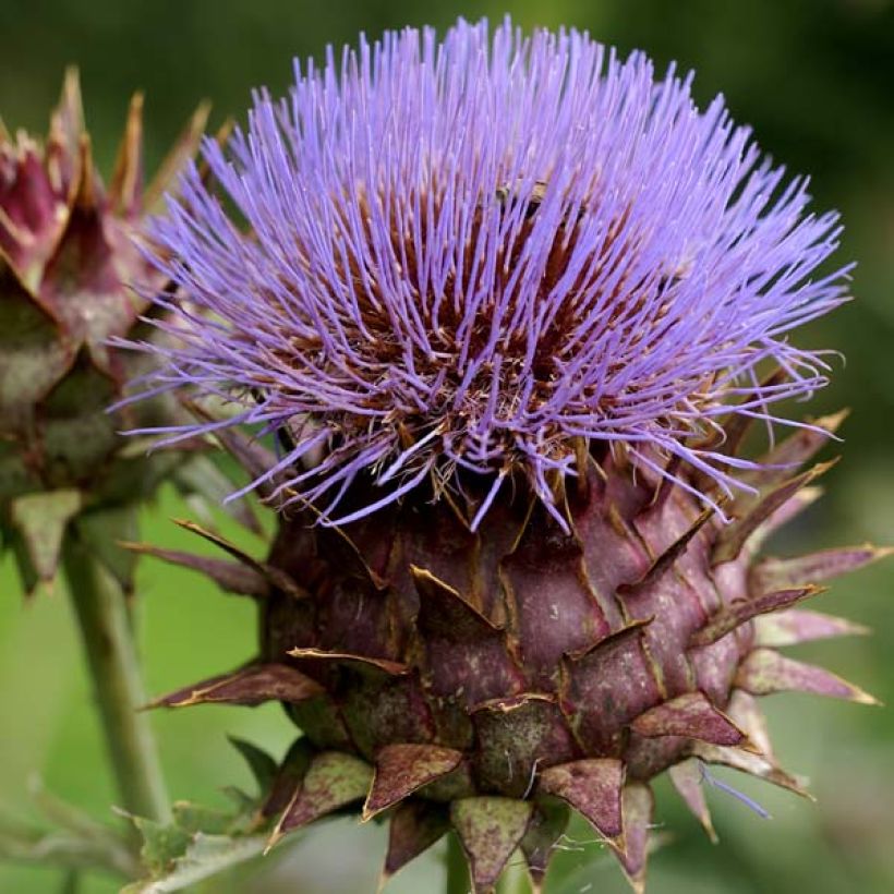 Cynara cardunculus var. altilis (Floração)