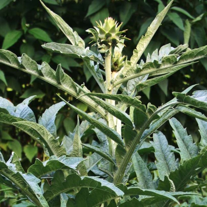 Cynara cardunculus var. altilis (Folhagem)