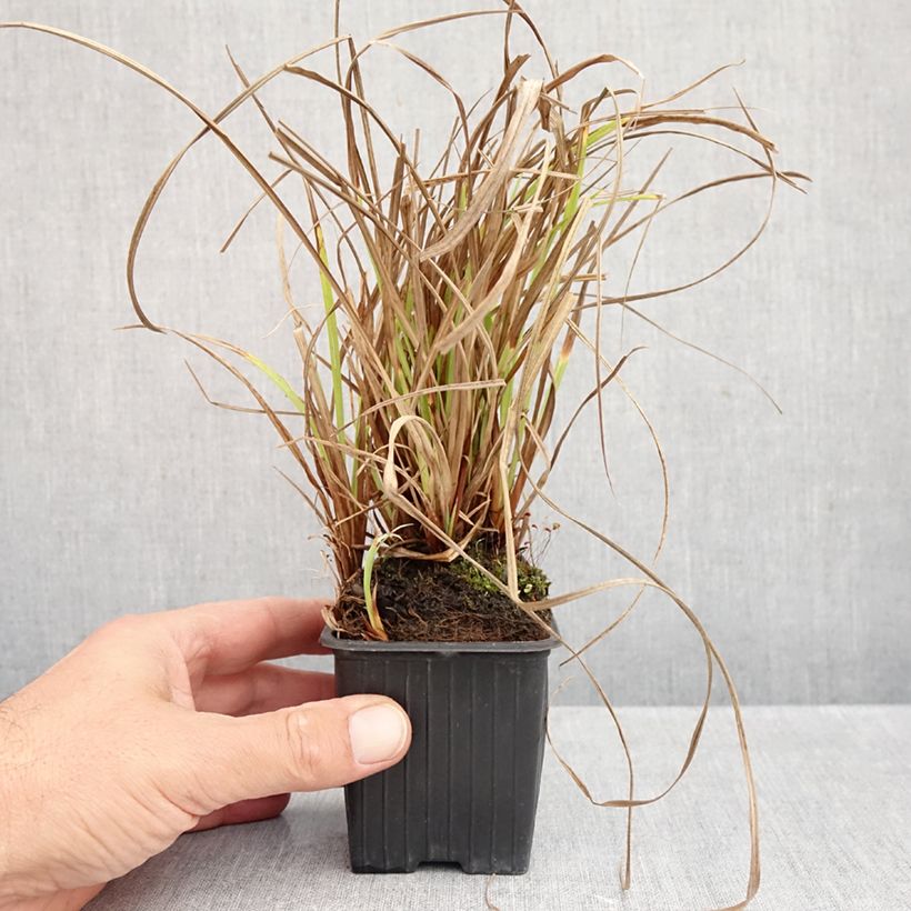 Amostra de Carex acuta Vaso de 8/9 cm tal como entregue no outono