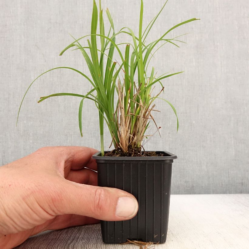 Amostra de Carex acuta - Laîche aiguë Godet de 8/9 cm tal como entregue na primavera