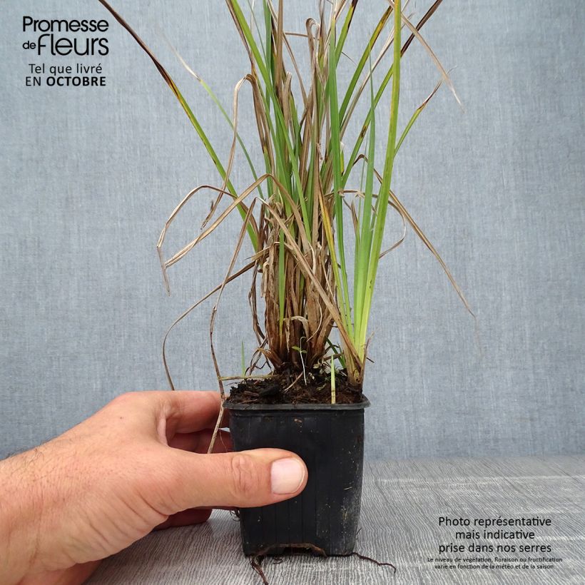 Amostra de Carex acutiformis Vaso de 8/9 cm tal como entregue no outono
