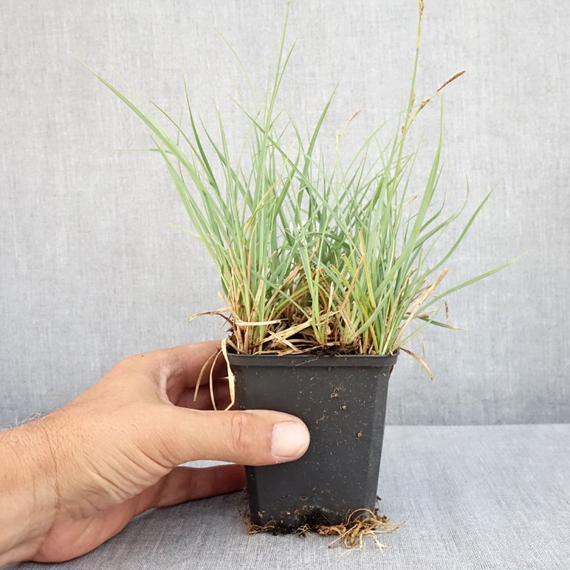 Amostra de Carex atrata Vaso de 8/9 cm tal como entregue no verão