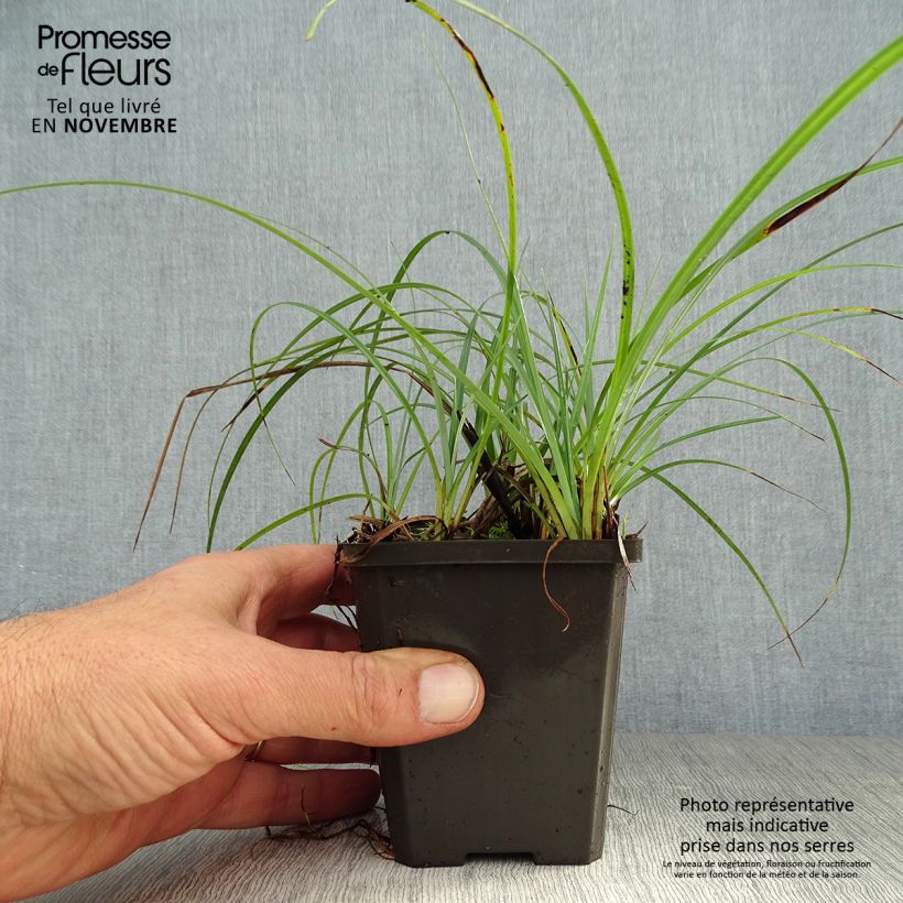 Amostra de Carex atrata - Cárice Vaso de 8/9 cm tal como entregue no outono