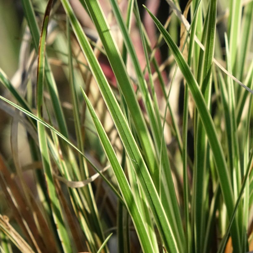 Carex brunnea Aureovariegata (Folhagem)